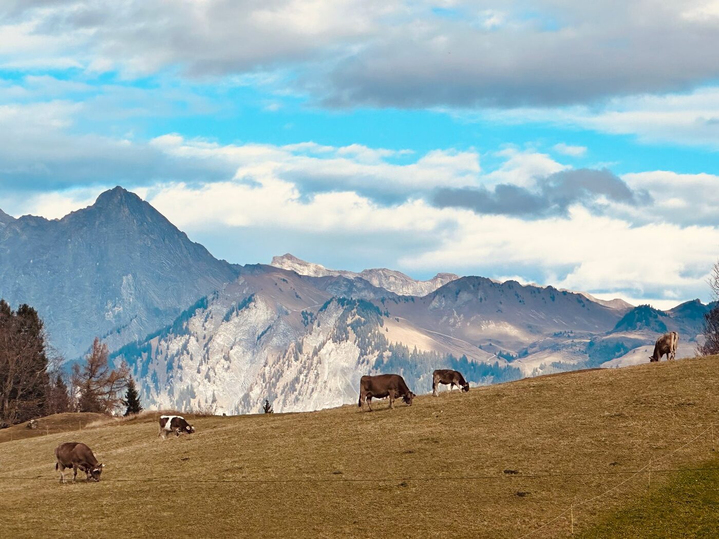 Kühe auf der Alp